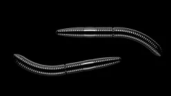 Libra Lures Fatty D'Worm 75 Cheese 7,5cm 001 - white